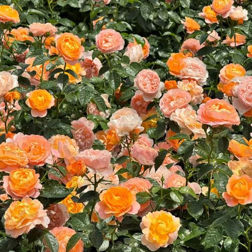 semi di rosa vaso per piante fiori da giardino semi di bonsai piante da interno esotiche fiori balcone albero ornamentale resistente rosa resistenti in vaso d'appartamento perenni rose 100pcs