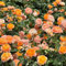 semi di rosa vaso per piante fiori da giardino semi di bonsai piante da interno esotiche fiori balcone albero ornamentale resistente rosa resistenti in vaso d'appartamento perenni rose 100pcs