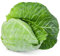 Cabbage Plants, 'Hispi Sweetheart', 12 x Large Veg Plants Ready to Plant Now, Sweetheart Cabbage, Cabbages, Premium Quality Veg