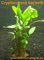 1 Topf Cryptocoryne becketii, Wasserpflanzen