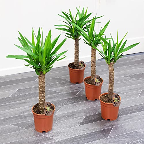 Easy Plants Yucca Evergreen Lot de 4 grands éléphantipes décoratifs d'intérieur en pot