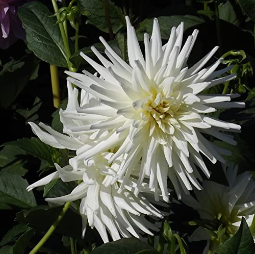 Dahlienknolle : Dahlien : Dahlie Kaktusdahlie  My Love  1 Knolle/Rhizom