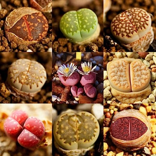 Generic Semillas de Lithops, 100 piezas Rare Mix Semillas de Lithops Piedras vivas Suculentas Cactus Semillas saludables a granel