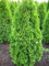 Solitär Smaragd Lebensbaum Thuja occidentalis Smaragd 100-125 cm hoch im 12 Liter Pflanzcontainer