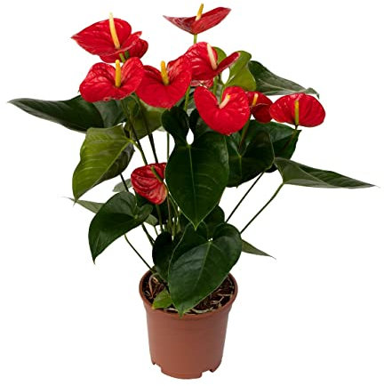 DECOALIVE Anthurium con Flores de Color Rojo Planta de Interior Natural