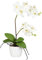CREATIV green künstliche Orchidee 60 cm im Topf 13cm in Creme I künstliche Schmetterlingsorchidee wie echt mit 9 Blüten & 2 Stiele im weißen Keramiktopf I Pflegeleicht & täuschend echt