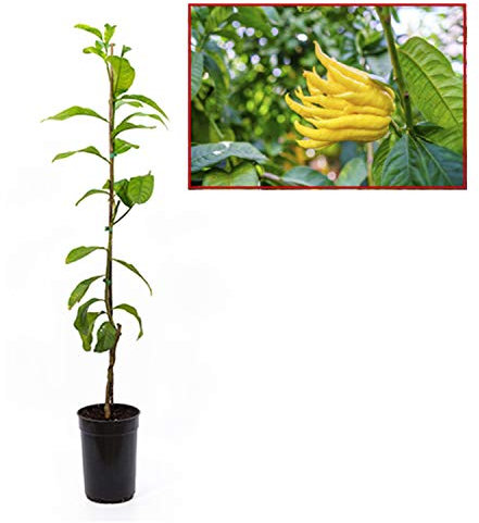 Limonero Mano de Buda - Plantón de 1 metro - PLANTA VIVA - maceta Ø17cm (1 unidad)