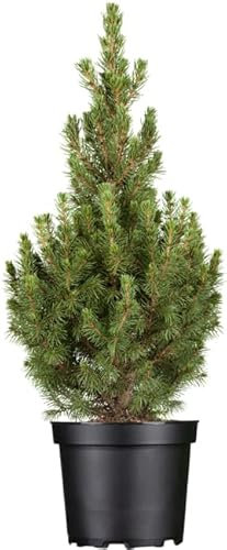 Picea glauca 'Conica' 3L 40-50