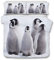 3D Ozean Land Tiere Bettwäsche-Set Eisbär Delfin Korallenriff Schildkröte Baby Pinguin Koala Dichtung Mehrfarbig Polyester Bettbezug 135x200 cm und Kissenbezug 80x80 cm (Grau,135 x 200 cm)