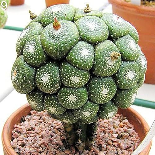 PERZOE 100 piezas de semillas de cactus de plantas suculentas, decoración de adorno de bonsái de balcón de oficina en casa 9# Semillas de plantas suculentas