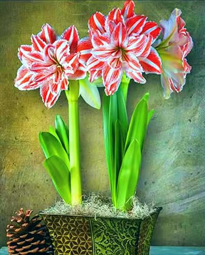 Amaryllis Bulbs for Planting Now UK/Strong Plants That Grow Fast/Golden Jade Carving Feels Wonderful -1 Bulbs-D
