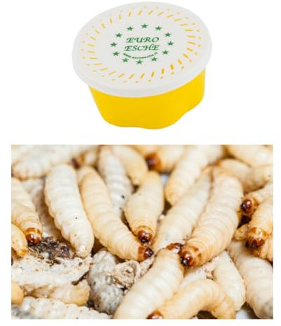 1 Dose ca. 40 STK. Hochwertige Bienenmaden, Wachsmade, Forellenköder, Angelköder Lebend & frisch