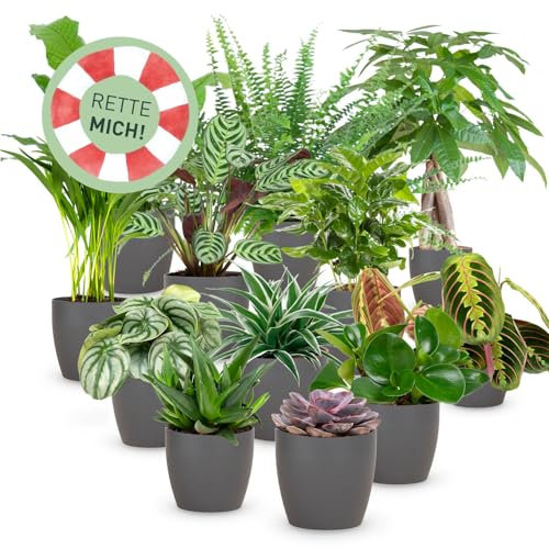 Rette mich: Zimmerpflanzen 12er Set, inkl. 12 Übertöpfe in Anthrazit, Retten statt wegwerfen, Überraschungs-Set mit 12 Pflanzen, ø 10-12 cm Topf