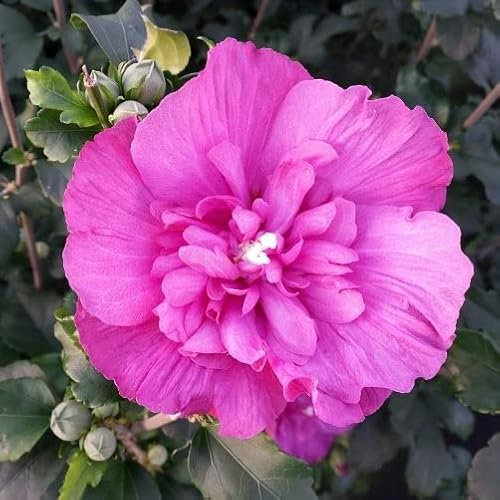 Pianta vera di Hibiscus syriacus Magenta Chiffon - Diametro Vaso 6 Litri - Quadrato