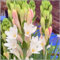 Bulbi di tuberosa bianca (doppi petali) grandi bulbi di fiori dal profumo intenso decorazione da giardino fiori in vaso-4bulbi-A