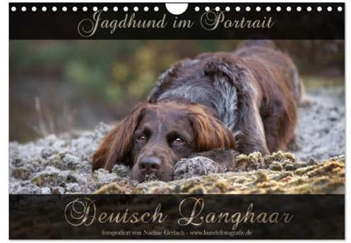 Jagdhund im Portrait - Deutsch Langhaar (Wandkalender 2026 DIN A4 quer), CALVENDO Monatskalender: Wundervolle Portraits vom Deutsch Langhaar Vorstehhund über das Jahr. (CALVENDO Tiere)