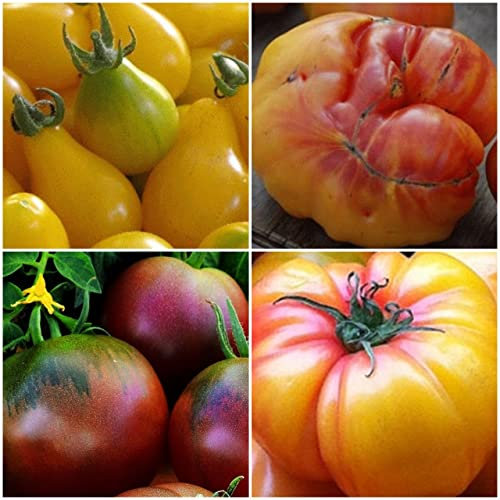 Tomaten Mix -4 Arten - je 20 Samen - sortenrein verpackt - !!!