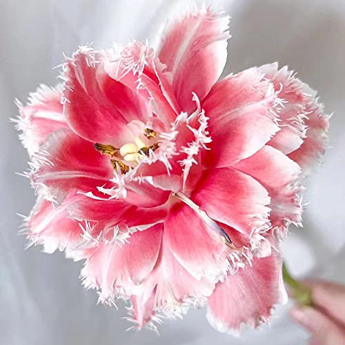 9 Stück tulpenzwiebeln winterhart mehrjährig pink tulpen zwiebeln - Seltene Pflanzen serie - Hydroponik dekoration wohnzimmer deko wohnzimmer modern indoor garten