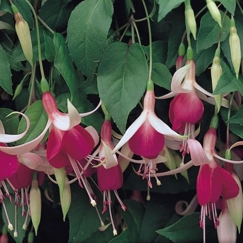 Fuchsia Trailing 'Cascade' Summer Garden Plug Plants Pack x6