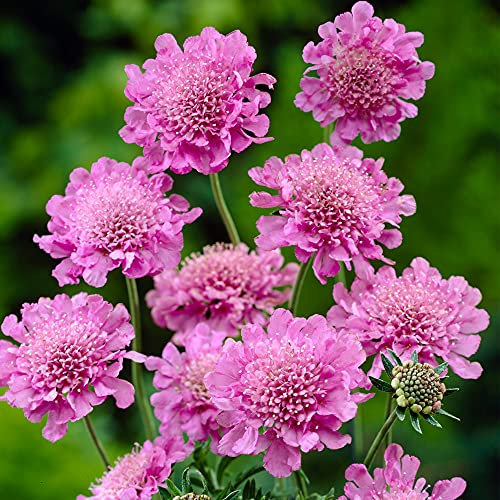 Scabiosa Pink Mist | Deciduous Perennial | Outdoor Potted Plant | Flowering (10-20cm Incl. Pot)