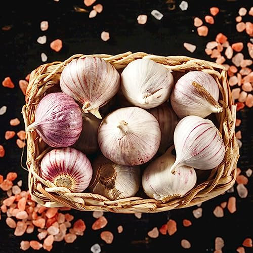 6 pcs pflanzknoblauch bio zwiebeln zwiebel winterfeste pflanzen für balkon knoblauch garlic, indoor kräutergarten pflanztöpfe zwiebeln pflanztopf geschenke für gartenliebhaber dekoration