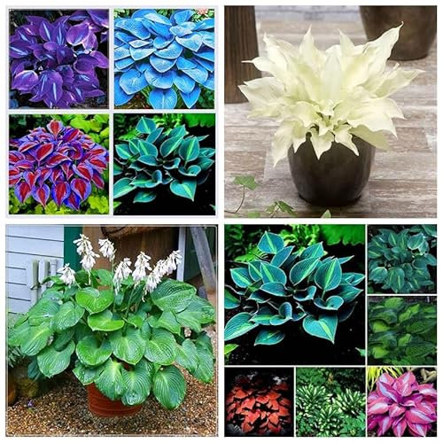 Hosta Bulbo, Hosta Rara, Hosta, Cobertura Del Suelo,Plantas En Macetas, BalcóN, Cuatro Estaciones,Tolerantes Al FríO Y A La Sombra,DecoracióN Del Patio-15bulbos-A