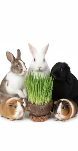 Nutrient packed organic Wheat Grass kit| Grown in eco friendly coconut shell | Good source of protein, vitamins and minerals | Great for rabbits, guinea pigs, hamsters, birds and mice (4 pack)