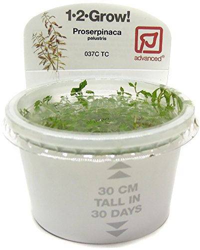 Tropica 1-2-GROW! Proserpinaca palustris Cuba - In-Vitro Aquariumpflanze