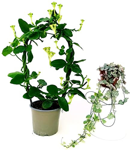 POWERS TO FLOWERS - CEROPEGIA WOODII VARIEGATA e CEROPEGIA SANDERSONII, piante vere