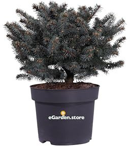 Pianta di Abete pianta di Picea Pungens Globosa pianta conifera pianta da esterno abete alberello abete cespuglio pianta ornamentale pianta vera venduta da eGarden.store (Cespuglio v.27 cm)