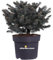 Pianta di Abete pianta di Picea Pungens Globosa pianta conifera pianta da esterno abete alberello abete cespuglio pianta ornamentale pianta vera venduta da eGarden.store (Cespuglio v.27 cm)