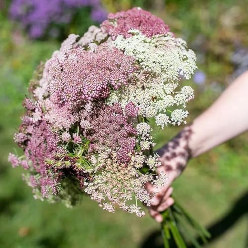 Semi di carota selvatica Daucus carota, vecchie varietà decorazione da giardino per esterni regali per gli amanti del giardino semi di estivi semina autunnale del to 200pcs