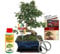 Exotenherz - Geschenkset Bonsai Carmona - Fukientee - ca. 8 Jahre alt - Anfänger-Set