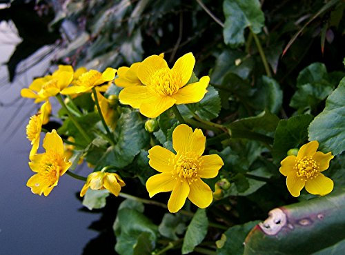 Lincolnshire Pond Plants Ltd - Marginal Aquatic Pond Plant - (Caltha Palustris) - 1Ltr Potted