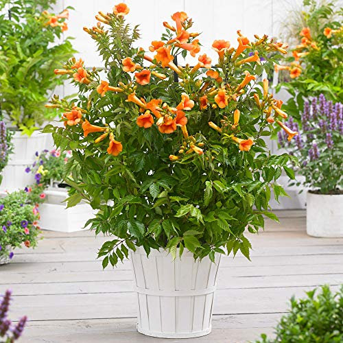 YouGarden Campsis 'Madame Galen' Orange Trumpet, Established 60cm Tall Hardy Climbing Plant in 1.5 Litre Pot, for Gardens and Trellises, Climbing Plant for Gardens