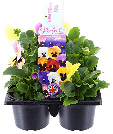 Pansy Mixed Selection Carry Home Pack - 6 x 10.5cm Pots (Live Plants)
