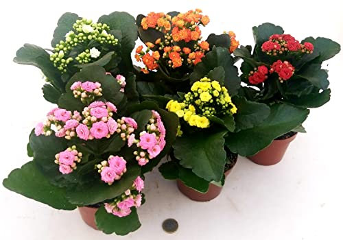 POWERS TO FLOWERS - KALANCHOE CALANDIVA SET 5 PIANTE, Vaso 12cm, piante vere