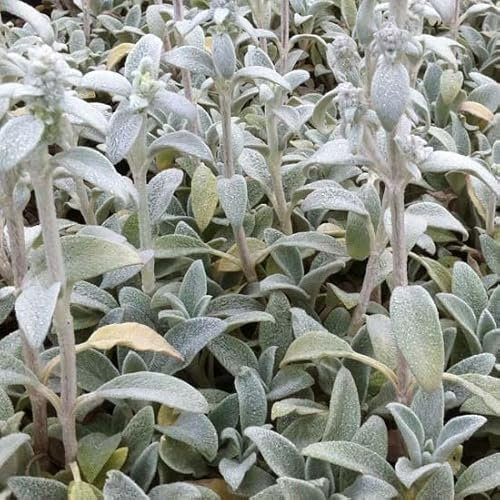 6x Wollziest 'Cotton Boll' - Stachys byzantina ‘Cotton Ball’ - Topf 9x9cm