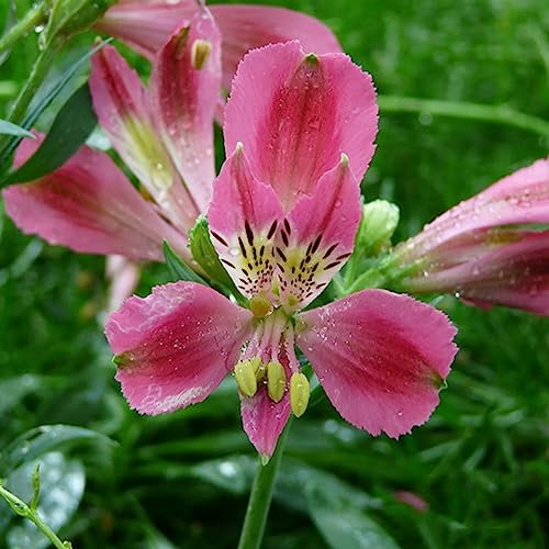 Lilien-Blumenzwiebeln, 100 Stück/Beutel, Lilien-Blumenzwiebeln, einfach zu kultivieren, Tischpflanzen, Dekor, bunte Blüte, Wohnzimmer, Topfgarten-Sämlinge für den Park Saatgut
