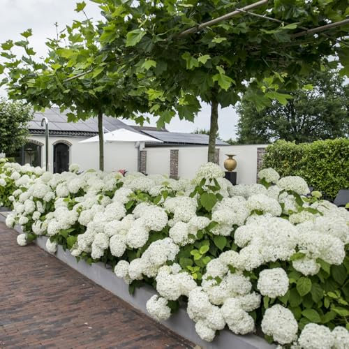 Hydrangea arborescens 'Strong Annabelle' - Sturdy Deciduous Shrub with Large White Blooms, Ideal for Shaded Borders - 1x 35 Litre Potted Plant by Thompson & Morgan