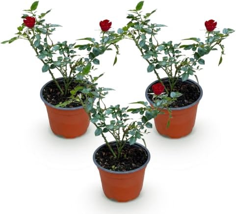 The Fairy Rustic Rosier för trädgård, röd, set om 3, kruka 12 cm