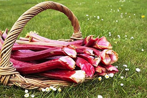 Rhabarber Lider Samen - Rhapontik-Rhabarber