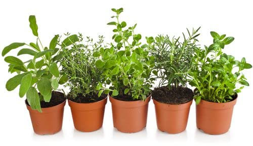 Pack Planta Salvia, Tomillo, Orégano, Romero y Menta Hierbabuena Plantas Naturales