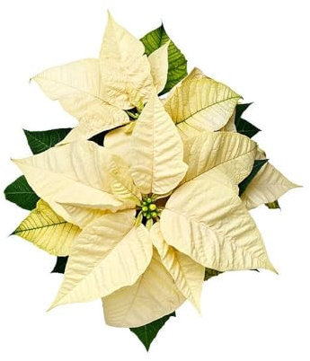 Euphorbia Pulcherrima Blanca DECOALIVE Planta Natural Viva Hojas Blancas