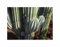 Pcs - 10x Pachycereus Pringlei Plus Grand Cactus le Monde Plantes - Graines ID1761 - Seeds & Plants Shop by Ipsa