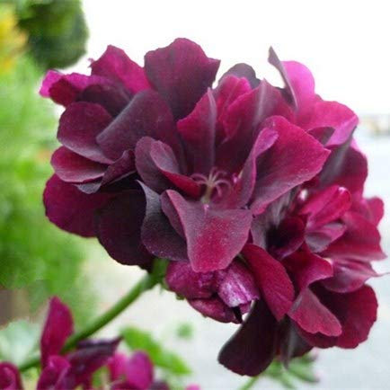 Kalash New 20 Pcs Geranium Apple Blossom Flower Seeds for Gardening Dark Purple