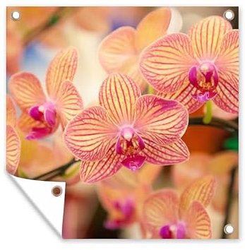 MuchoWow Outdoor-Poster Poster Wanddeko draußen Deko Garten Gartenposter 50x50 cm Pflanze - Orchidee - Blumen - Rosa - Flora