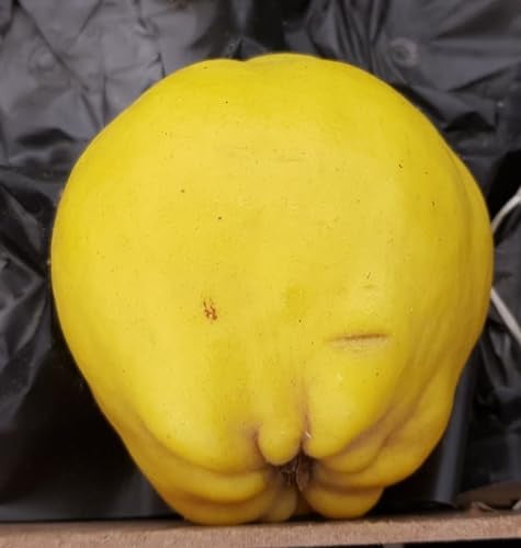 Cydonia oblonga 'Angers' / Cognassier d'Angers/Conteneur de 7 à 10 litres/Fruitier