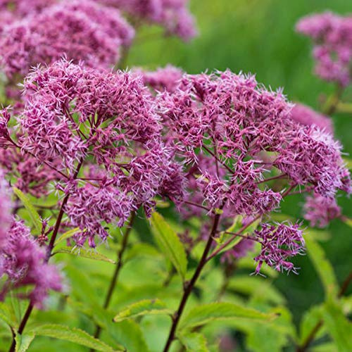 6 x Großer Wasserdost Guttball - Eupatorium Fistulosum 'Guttball' Topf 9x9cm: Rote Blütenbälle, imposanter Wuchs, pflegeleicht, für Teichränder.