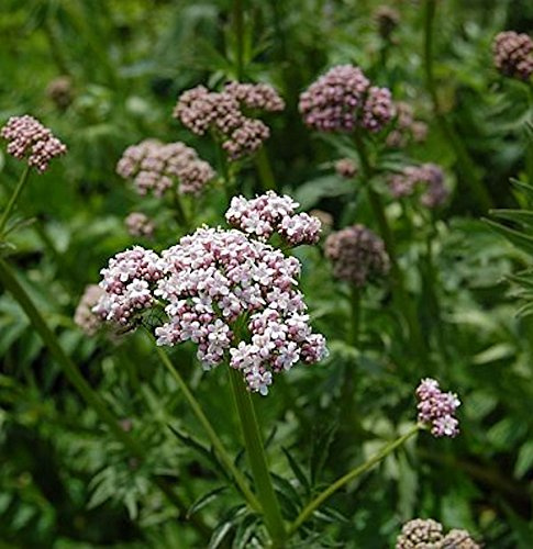 Baldrian - Valeriana officinalis - lebende Gartenpflanze aus den Baumschulen
